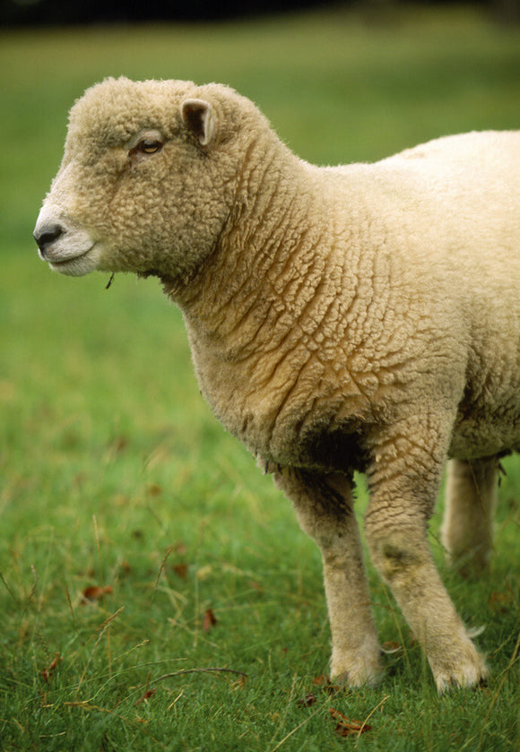 Close view of the head and front legs of a pedigree Ryland sheep at Warren Farm on the Brockhampton Estate