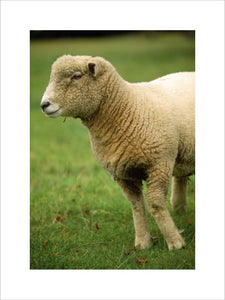 Close view of the head and front legs of a pedigree Ryland sheep at Warren Farm on the Brockhampton Estate