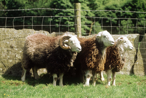 A group Herdwick sheep at High Yewdale Farm, Monk Coniston, standing by a wall