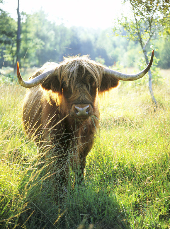 A Highland Cow, with a magnificent spread of horns, staring at the camera, on Witley Common