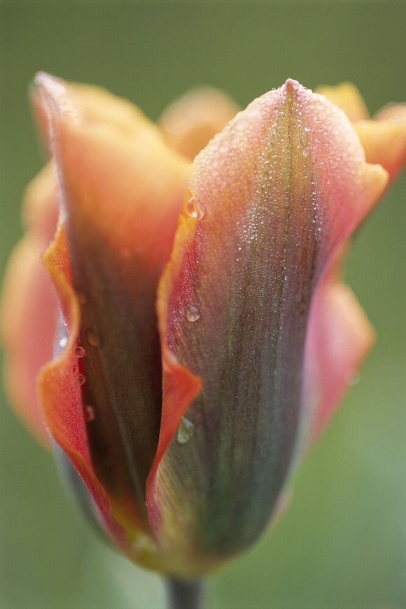 A Tulip called 'Artist' at Sissinghurst Castle Garden