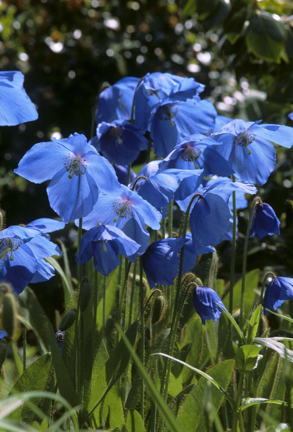 Sunlight shining through the petals of meconopsis betonicifolia, blue poppy, at Rowallane