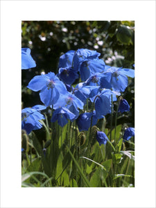 Sunlight shining through the petals of meconopsis betonicifolia, blue poppy, at Rowallane