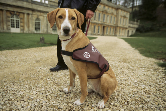 Access for all - Close up of Hearing Dog For Deaf People outside Dyrham Park