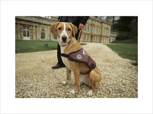 Access for all - Close up of Hearing Dog For Deaf People outside Dyrham Park