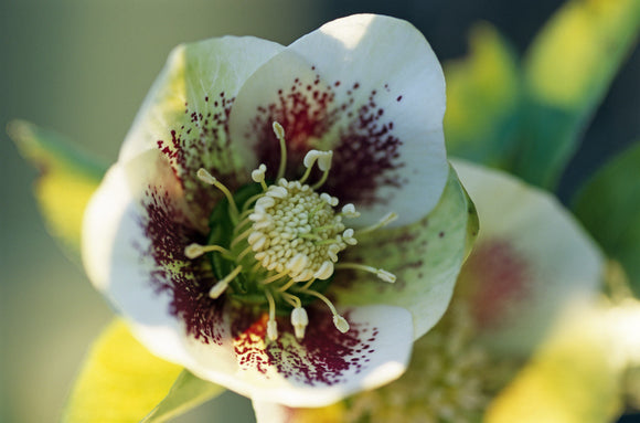 Close-up view of hellebore 