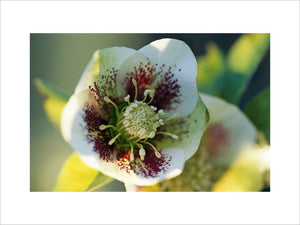 Close-up view of hellebore "Helleborus Orientalis" photographed at Anglesey Abbey in February