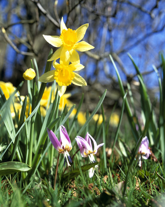A ground view close up of Daffodils growing in Emmetts Garden giving a real sense that it is Springtime