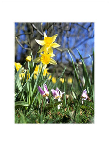 A ground view close up of Daffodils growing in Emmetts Garden giving a real sense that it is Springtime