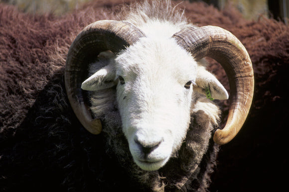 Close up of the head of a Herdwick ram at High Yewdale Farm, Monk Coniston
