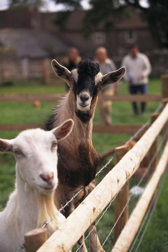 Inquisitive goats at Warren Farm on the Brockhampton Estate