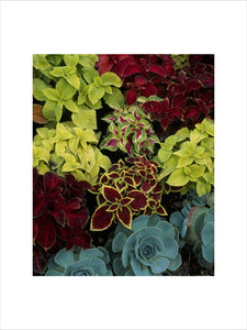 Coleus and Echeveria in a circular flower bed at Peckover House