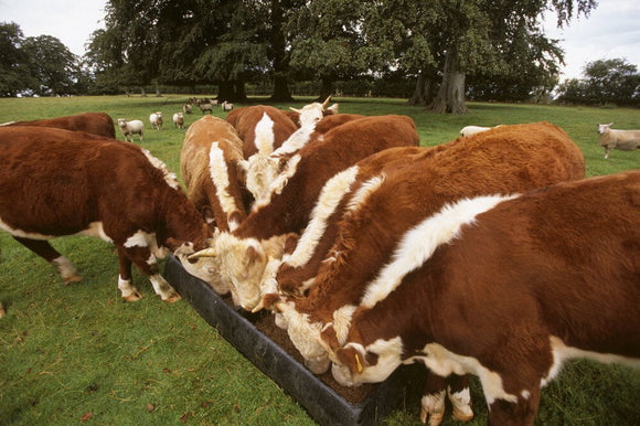 Several of the Pedigree Hereford cattle feeding from a trough at Warren Farm on The Brockhampton Estate