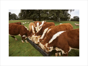 Several of the Pedigree Hereford cattle feeding from a trough at Warren Farm on The Brockhampton Estate
