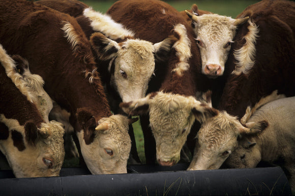 Close shot of the heads of some of the Pedigree Hereford cattle at Warren Farm on the Brockhampton Estate