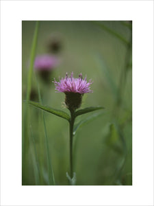Close shot of Centaurea (Knapweed) at Anglesey Abbey