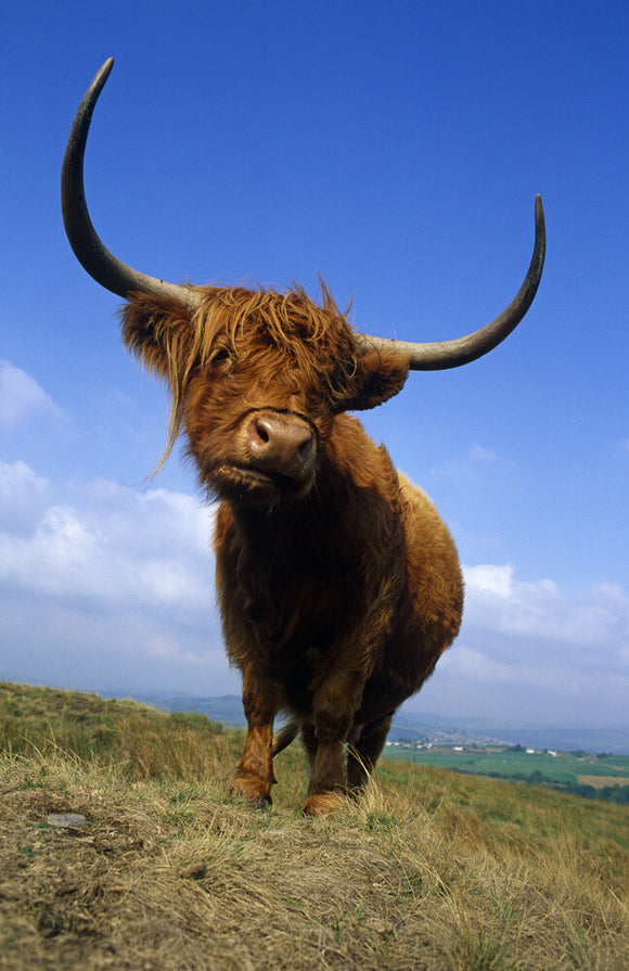 A Highland cow with a magnificent spread of horns, on the moor by Lantern Wood
