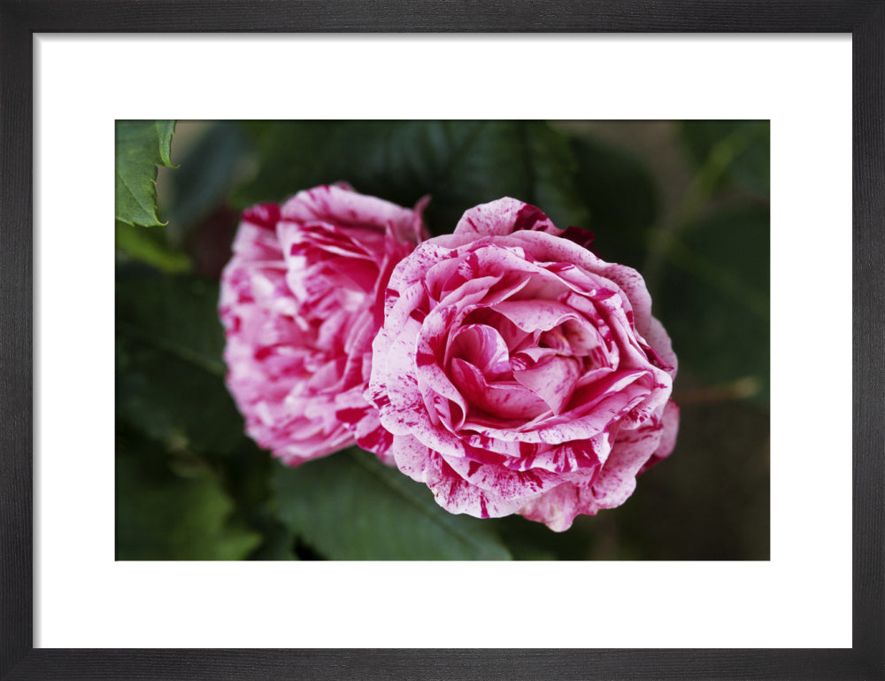 Close view of rose 'Ferdinand Pichard'at Greys Court in Oxfordshire ...