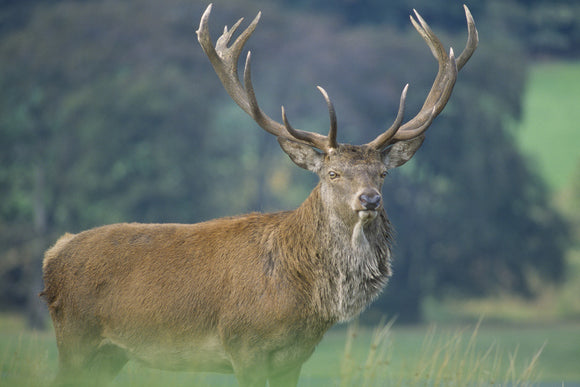 A mature stag with a magnificent spread of antlers on Cage Hill, stares inquiringly at the camera