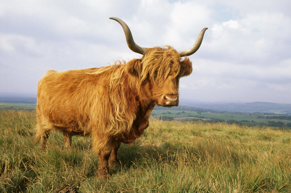 A Highland cow with a magnificent spread of horns on the moor by Lantern Wood