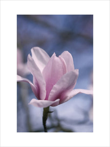 A close up of the magnolia 'Michael Rosse' in the garden at Nymans