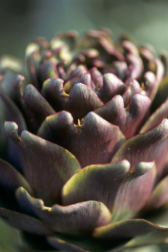 Close-up detail of purple globe artichoke in the Walled Garden at Beningbrough Hall