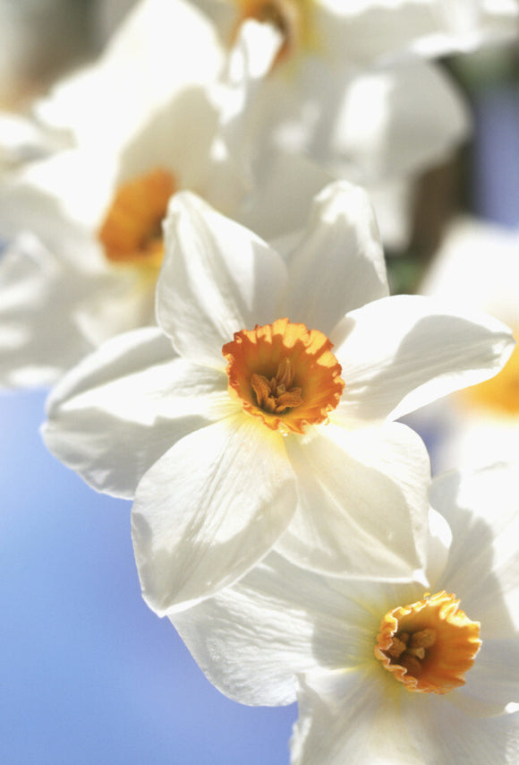 Close-up of a cluster of white Daffodils (Narcissus 