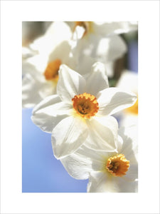 Close-up of a cluster of white Daffodils (Narcissus "Polglaze") with orange trumpets in the garden at Trelissick