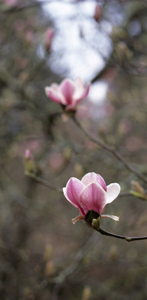 Close-up view of purple-pink bud of the Magnolia Soulangeana at Trelissick Garden