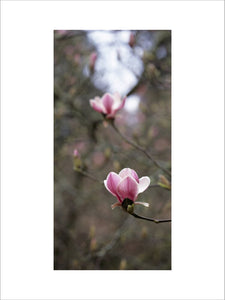 Close-up view of purple-pink bud of the Magnolia Soulangeana at Trelissick Garden