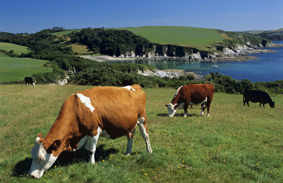 A view of some cattle grazing on the grass covered cliff tops at Gribbin Head