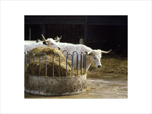A pair of white park cows standing by a manger at Wimpole Home farm