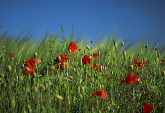 Close up of poppies against green grassland at Fontmell Downs