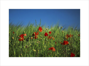 Close up of poppies against green grassland at Fontmell Downs