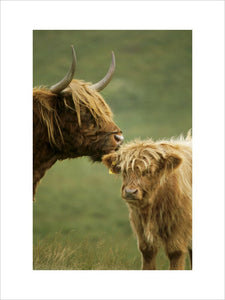 A Highland calf being groomed by its mother