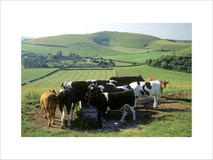 Cattle at Fontmell Downs with its magnificent views over the Blackmore Vale and Cranborne Chase