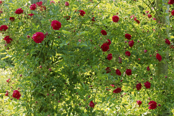 The Rose Garden at Mottisfont Abbey was laid out in the 1970s to provide a home for a collection of over 300 rose varieties such as this Rosa 'Purpurtruam'