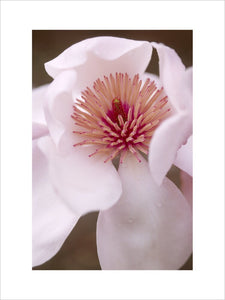 A detailed close up of the "Magnolia Campbelli" flower at Trengwainton Garden, at the beginning of Spring