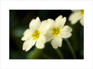 A close up "Primula Vulgarus" in bloom, at Trengwainton Garden