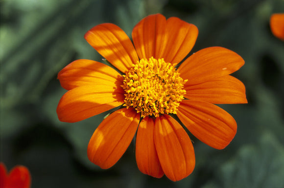 A close-up of a Tithonia - 'Speciosa torch' from Sissinghurst Castle Garden
