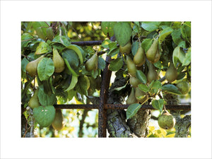 View of fruit growing on the pear arch in the garden at Bateman's