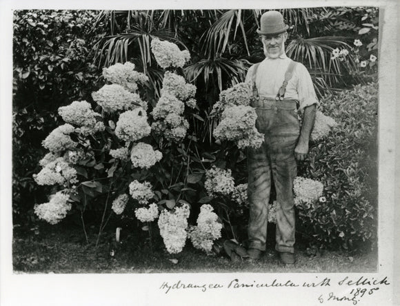 Sellick the gardener with a magnificent Hydrangea Paniculata at Saltram taken in 1895