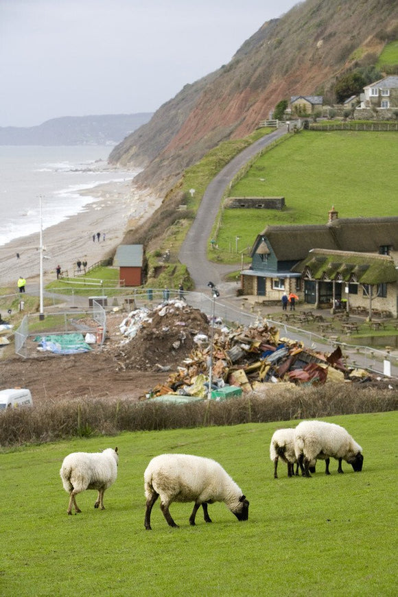 Sheep grazing peacefully above the aftermath of the MSC Napoli shedding its cargo, now washed up on the beach at Branscombe, Devon