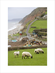 Sheep grazing peacefully above the aftermath of the MSC Napoli shedding its cargo, now washed up on the beach at Branscombe, Devon