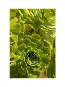 Naitive to the Canary Islands, Aeonium tolerates dry conditions but doesn't like to be overly wet and cold
