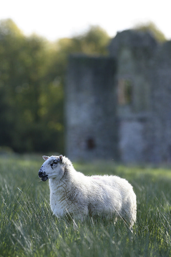 Sheep at Crom Estate, Co. Fermanagh, Northern Ireland.