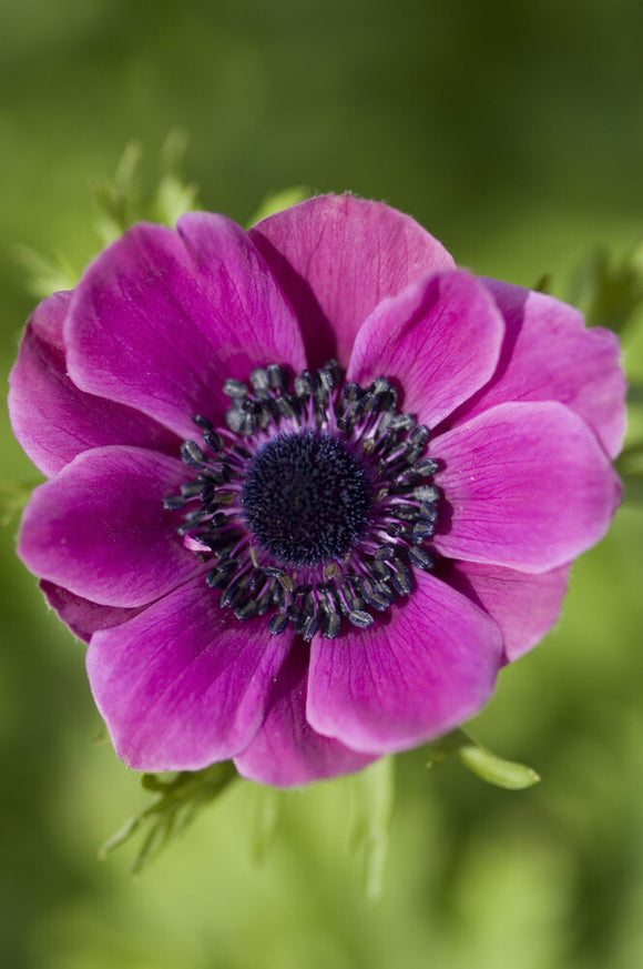 Anemone 