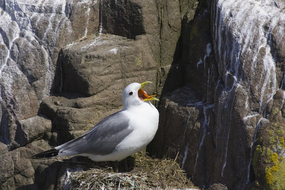Kittiwake (Larus tridactyla) calling from the nest on the Inner Farne, Farne Islands