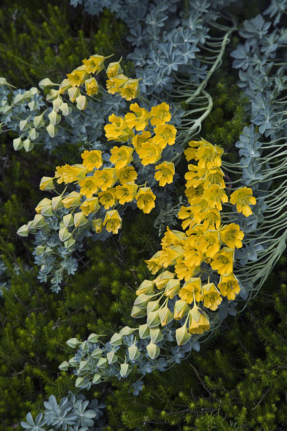 Tropaeolium polyphyllum with its yellow trumpet-shaped flowers and grey green leaves at Dunham Massey, Cheshire