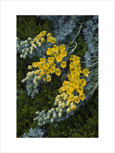 Tropaeolium polyphyllum with its yellow trumpet-shaped flowers and grey green leaves at Dunham Massey, Cheshire